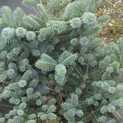 Пихта корейская Блю купить