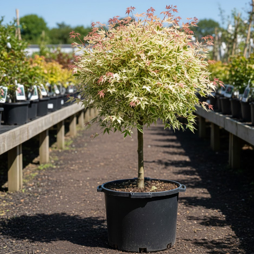 Клен ясенелистный Фламинго купить