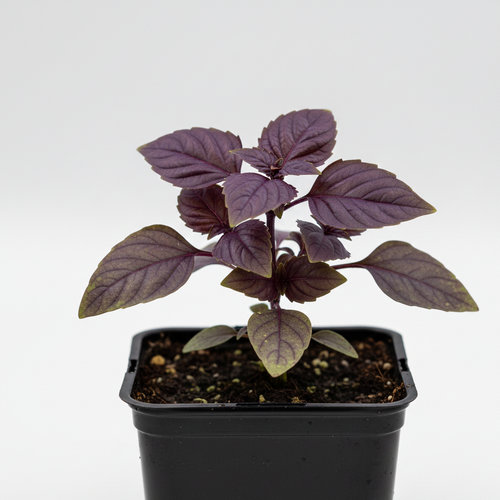 Базилик овощной Пурпурные звезды купить