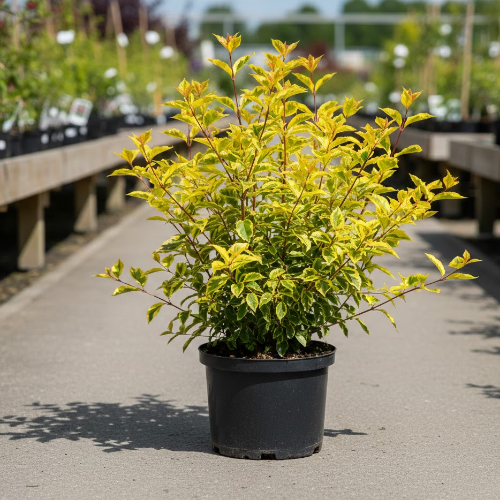 Дерен белый Спаети купить