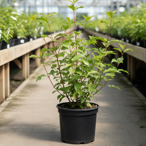 Дерен белый купить