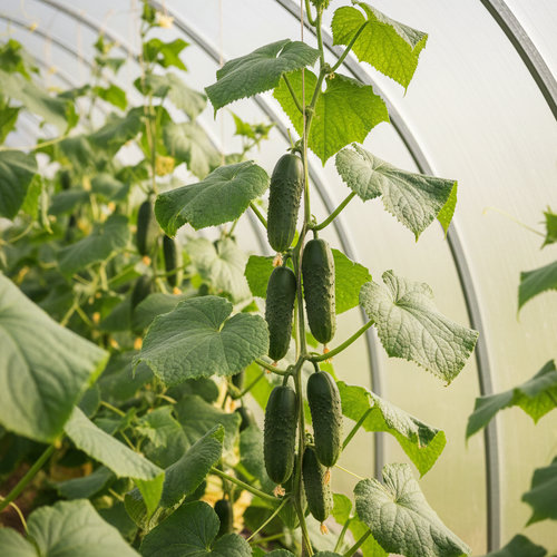 Огурец Азарт купить