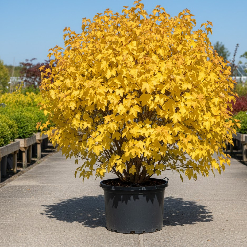 Пузыреплодник калинолистный Лютеус купить