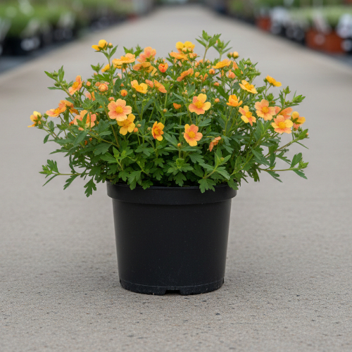 Лапчатка кустарниковая Танджерин купить